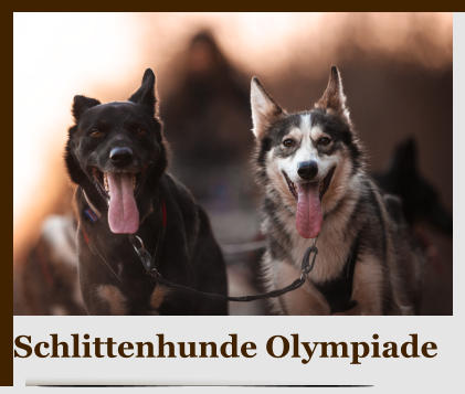 Schlittenhunde Olympiade