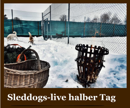 Sleddogs-live halber Tag