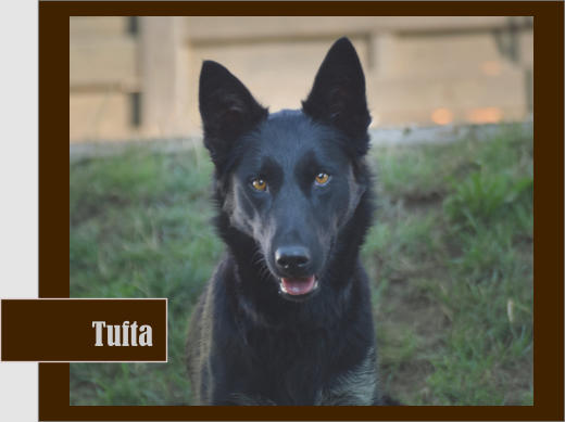 Tufta