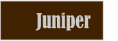 Juniper